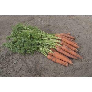 Marchew Jadalna Nerac 100T 1.8-2.0