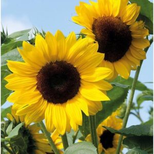 SŁONECZNIK OZDOBNY Helianthus 500G Wysoki  czerwono brążowy na dopłatę