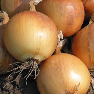 Cebula Wama 500gr