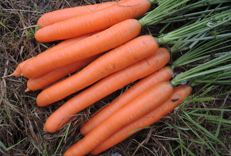 MARCHEW POLYDOR F1 1.4-1.6 100T