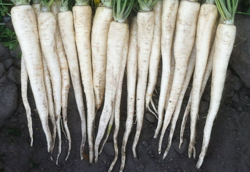 Pietruszka Atika 250g Standard SEMO