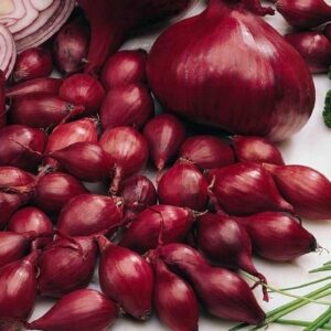 CEBULA DYMKA RED KARMEN 10KG 8-16